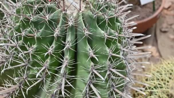 Ferocactus Peninsulae Barrel Cactus Genus Ferocactus Family Cactaceae Ferocactus Peninsulae — ストック動画