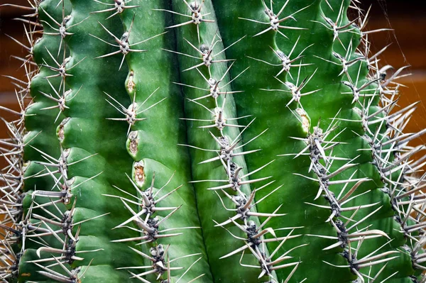 Selective Focus Shot Ferocactus Barrel Cactus Close Spines Barrel Cactus — Fotografia de Stock
