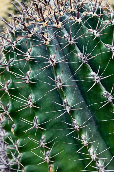 Selective Focus Shot Ferocactus Barrel Cactus Close Spines Barrel Cactus — Fotografia de Stock