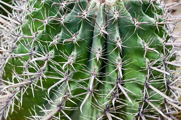 Selective Focus Shot Ferocactus Barrel Cactus Close Spines Barrel Cactus — Stock Fotó