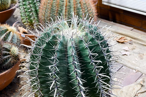 Selective Focus Shot Ferocactus Barrel Cactus Close Spines Barrel Cactus — Stockfoto