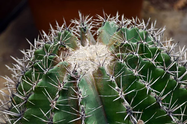 Selective Focus Shot Ferocactus Barrel Cactus Close Spines Barrel Cactus — Stock fotografie