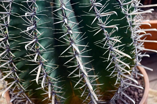 Selective Focus Shot Ferocactus Barrel Cactus Close Spines Barrel Cactus — Stock fotografie