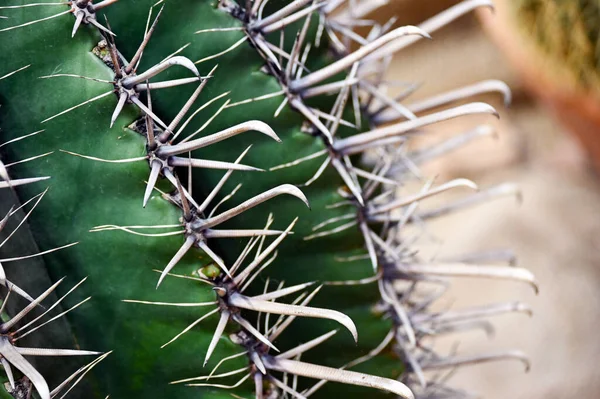 Selective Focus Shot Ferocactus Barrel Cactus Close Spines Barrel Cactus — Stok fotoğraf