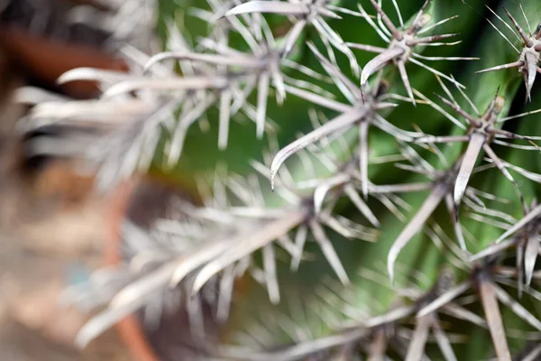 Selective Focus Shot Ferocactus Barrel Cactus Close Spines Barrel Cactus — Stok fotoğraf