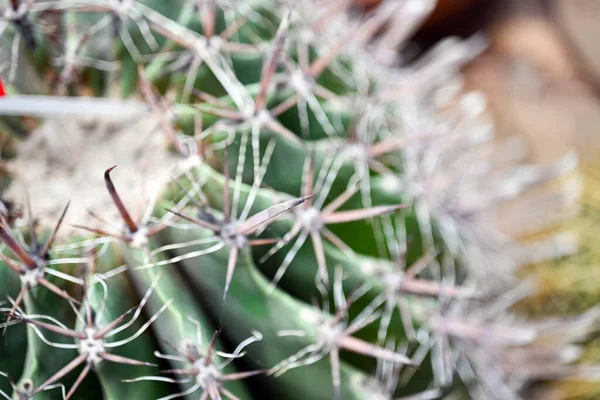Selective Focus Shot Ferocactus Barrel Cactus Close Spines Barrel Cactus — Stock Photo, Image