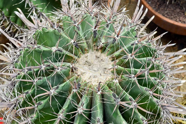 Selective Focus Shot Ferocactus Barrel Cactus Close Spines Barrel Cactus — Stock fotografie