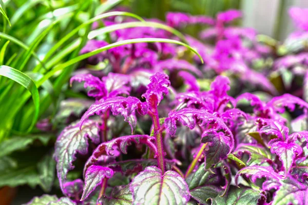 Velvet Plant purple Passion leaves - Latin name : Gynura aurantiaca Purple Passion. Gynura leaves with violet