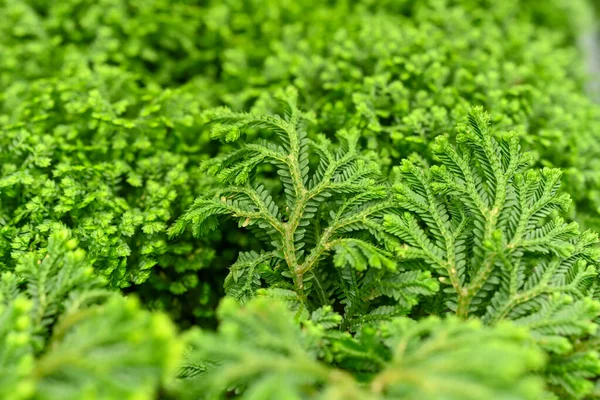 Selaginella kraussiana plant is a species of vascular plant in the family Selaginellaceae. It is referred to by the common names Krauss\' spikemoss, Krauss\'s clubmoss, or African clubmoss.