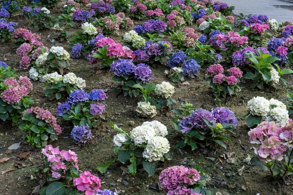 Blue and pink Hydrangea macrophylla, bigleaf hydrangea, is one of the most popular landscape shrubs owing to its large mophead flowers.