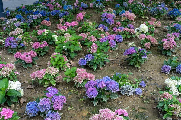 Blue and pink Hydrangea macrophylla, bigleaf hydrangea, is one of the most popular landscape shrubs owing to its large mophead flowers.French hydrangea, garden hydrangea, and Florist\'s hydrangea