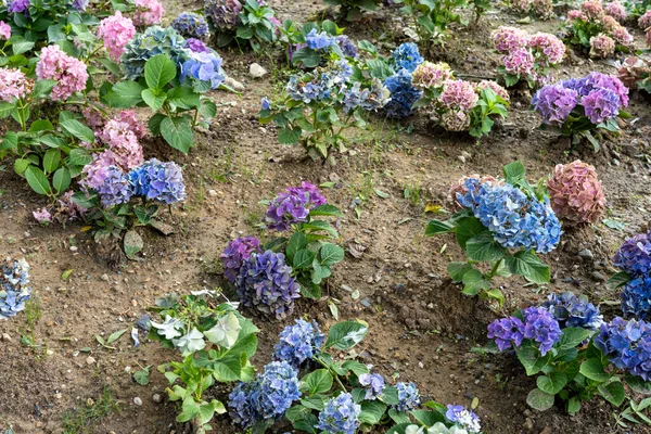 Blue and pink Hydrangea macrophylla, bigleaf hydrangea, is one of the most popular landscape shrubs owing to its large mophead flowers.French hydrangea, garden hydrangea, and Florist\'s hydrangea