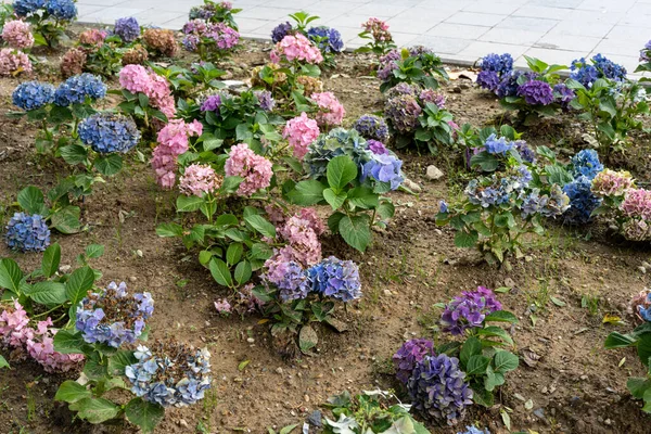 Blue and pink Hydrangea macrophylla, bigleaf hydrangea, is one of the most popular landscape shrubs owing to its large mophead flowers.French hydrangea, garden hydrangea, and Florist\'s hydrangea