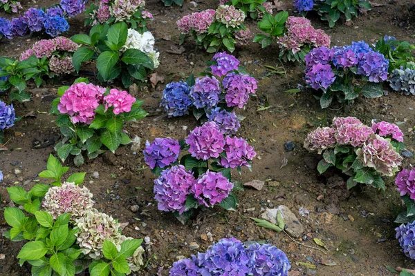 Blue and pink Hydrangea macrophylla, bigleaf hydrangea, is one of the most popular landscape shrubs owing to its large mophead flowers.French hydrangea, garden hydrangea, and Florist\'s hydrangea