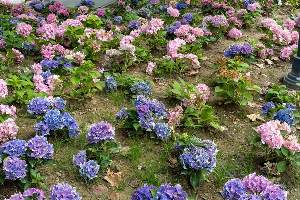 Blue and pink Hydrangea macrophylla, bigleaf hydrangea, is one of the most popular landscape shrubs owing to its large mophead flowers.French hydrangea, garden hydrangea, and Florist\'s hydrangea