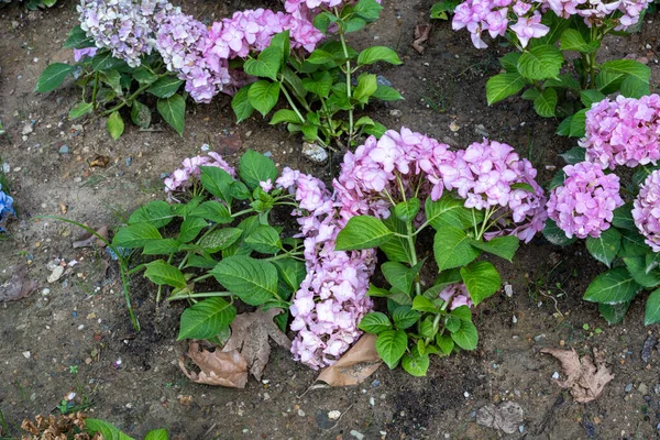 Blue and pink Hydrangea macrophylla, bigleaf hydrangea, is one of the most popular landscape shrubs owing to its large mophead flowers.French hydrangea, garden hydrangea, and Florist\'s hydrangea