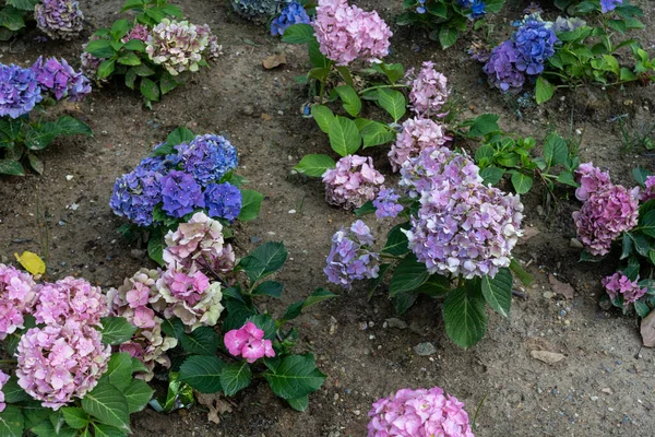Blue and pink Hydrangea macrophylla, bigleaf hydrangea, is one of the most popular landscape shrubs owing to its large mophead flowers.French hydrangea, garden hydrangea, and Florist\'s hydrangea