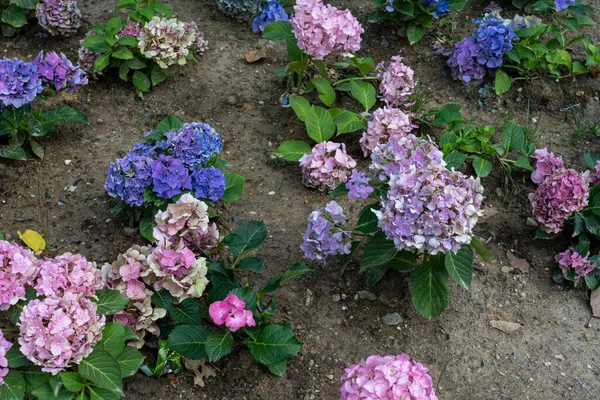 Blue and pink Hydrangea macrophylla, bigleaf hydrangea, is one of the most popular landscape shrubs owing to its large mophead flowers.French hydrangea, garden hydrangea, and Florist\'s hydrangea