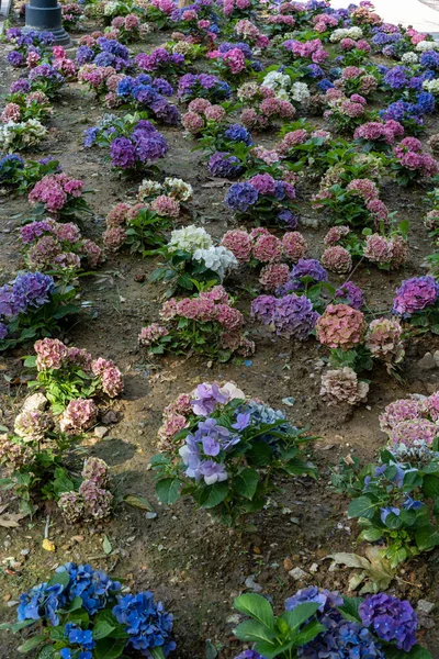 Blue and pink Hydrangea macrophylla, bigleaf hydrangea, is one of the most popular landscape shrubs owing to its large mophead flowers.French hydrangea, garden hydrangea, and Florist's hydrangea