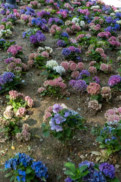 Blue and pink Hydrangea macrophylla, bigleaf hydrangea, is one of the most popular landscape shrubs owing to its large mophead flowers.French hydrangea, garden hydrangea, and Florist\'s hydrangea