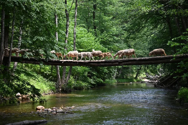 Sheep herd goat crossing the river in the mountain valley of Turkey. Europa. Kirklareli. neada orman. Demirky Ormanlar. Herd of sheep crossing the river on the creek, river.River, flock of sheep crossing the river on the creek