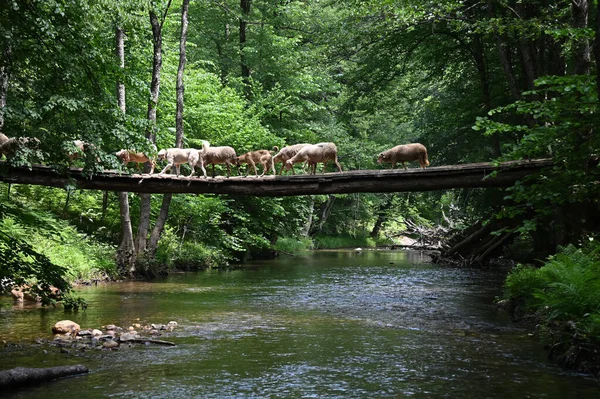 Sheep herd goat crossing the river in the mountain valley of Turkey. Europa. Kirklareli. neada orman. Demirky Ormanlar. Herd of sheep crossing the river on the creek, river.River, flock of sheep crossing the river on the creek