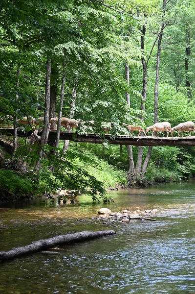 Sheep herd goat crossing the river in the mountain valley of Turkey. Europa. Kirklareli. neada orman. Demirky Ormanlar. Herd of sheep crossing the river on the creek, river.River, flock of sheep crossing the river on the creek