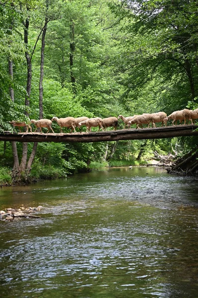 Sheep herd goat crossing the river in the mountain valley of Turkey. Europa. Kirklareli. neada orman. Demirky Ormanlar. Herd of sheep crossing the river on the creek, river.River, flock of sheep crossing the river on the creek