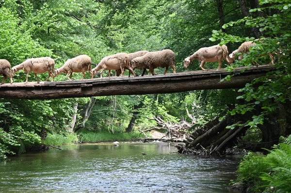 Sheep herd goat crossing the river in the mountain valley of Turkey. Europa. Kirklareli. neada orman. Demirky Ormanlar. Herd of sheep crossing the river on the creek, river.River, flock of sheep crossing the river on the creek