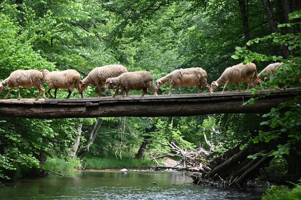 Sheep herd goat crossing the river in the mountain valley of Turkey. Europa. Kirklareli. neada orman. Demirky Ormanlar. Herd of sheep crossing the river on the creek, river.River, flock of sheep crossing the river on the creek