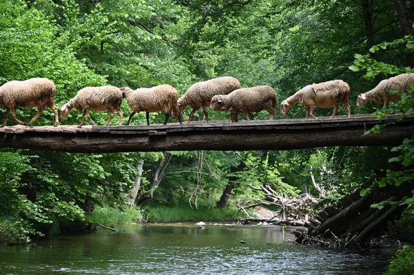 Sheep herd goat crossing the river in the mountain valley of Turkey. Europa. Kirklareli. neada orman. Demirky Ormanlar. Herd of sheep crossing the river on the creek, river.River, flock of sheep crossing the river on the creek