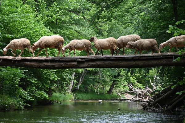 Sheep herd goat crossing the river in the mountain valley of Turkey. Europa. Kirklareli. neada orman. Demirky Ormanlar. Herd of sheep crossing the river on the creek, river.River, flock of sheep crossing the river on the creek