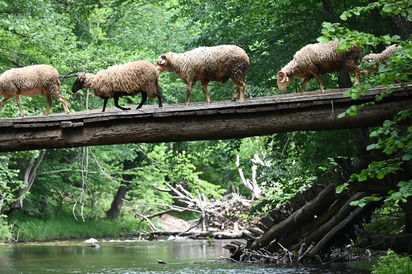 Sheep herd goat crossing the river in the mountain valley of Turkey. Europa. Kirklareli. neada orman. Demirky Ormanlar. Herd of sheep crossing the river on the creek, river.River, flock of sheep crossing the river on the creek