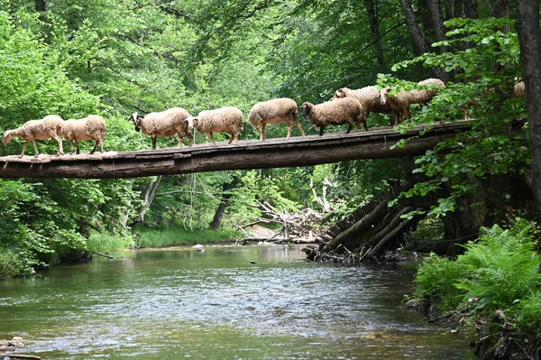 Sheep herd goat crossing the river in the mountain valley of Turkey. Europa. Kirklareli. neada orman. Demirky Ormanlar. Herd of sheep crossing the river on the creek, river.River, flock of sheep crossing the river on the creek