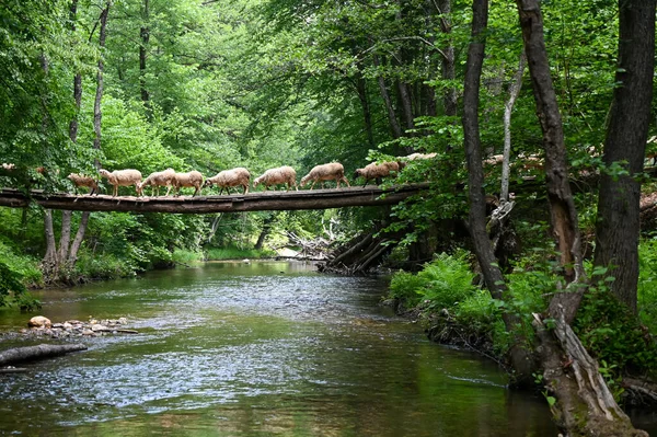 Sheep herd goat crossing the river in the mountain valley of Turkey. Europa. Kirklareli. neada orman. Demirky Ormanlar. Herd of sheep crossing the river on the creek, river.River, flock of sheep crossing the river on the creek