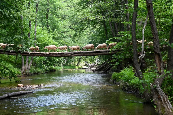 Sheep herd goat crossing the river in the mountain valley of Turkey. Europa. Kirklareli. neada orman. Demirky Ormanlar. Herd of sheep crossing the river on the creek, river.River, flock of sheep crossing the river on the creek