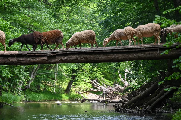 Sheep herd goat crossing the river in the mountain valley of Turkey. Europa. Kirklareli. neada orman. Demirky Ormanlar. Herd of sheep crossing the river on the creek, river.River, flock of sheep crossing the river on the creek