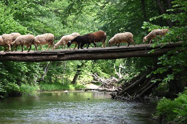 Sheep herd goat crossing the river in the mountain valley of Turkey. Europa. Kirklareli. neada orman. Demirky Ormanlar. Herd of sheep crossing the river on the creek, river.River, flock of sheep crossing the river on the creek