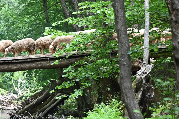 Sheep herd goat crossing the river in the mountain valley of Turkey. Europa. Kirklareli. neada orman. Demirky Ormanlar. Herd of sheep crossing the river on the creek, river.River, flock of sheep crossing the river on the creek