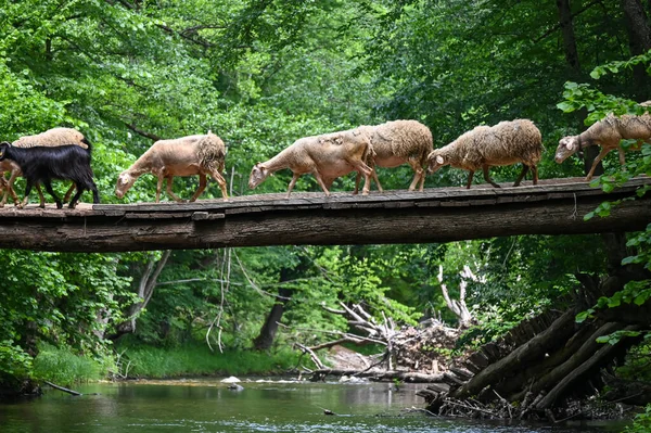 Sheep herd goat crossing the river in the mountain valley of Turkey. Europa. Kirklareli. neada orman. Demirky Ormanlar. Herd of sheep crossing the river on the creek, river.River, flock of sheep crossing the river on the creek