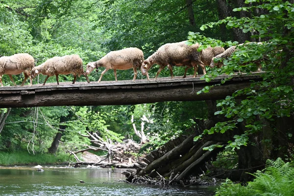 Sheep herd goat crossing the river in the mountain valley of Turkey. Europa. Kirklareli. neada orman. Demirky Ormanlar. Herd of sheep crossing the river on the creek, river.River, flock of sheep crossing the river on the creek