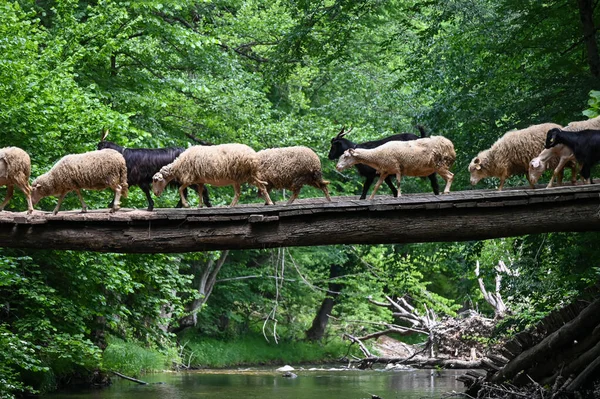 Sheep herd goat crossing the river in the mountain valley of Turkey. Europa. Kirklareli. neada orman. Demirky Ormanlar. Herd of sheep crossing the river on the creek, river.River, flock of sheep crossing the river on the creek