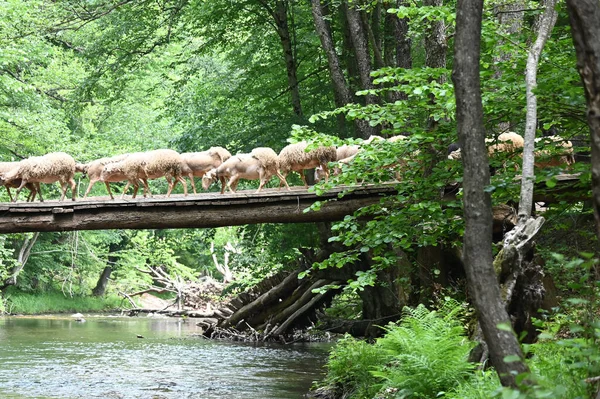 Sheep herd goat crossing the river in the mountain valley of Turkey. Europa. Kirklareli. neada orman. Demirky Ormanlar. Herd of sheep crossing the river on the creek, river.River, flock of sheep crossing the river on the creek