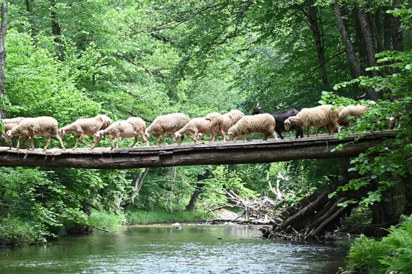 Sheep herd goat crossing the river in the mountain valley of Turkey. Europa. Kirklareli. neada orman. Demirky Ormanlar. Herd of sheep crossing the river on the creek, river.River, flock of sheep crossing the river on the creek