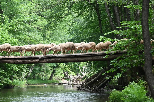 Sheep herd goat crossing the river in the mountain valley of Turkey. Europa. Kirklareli. neada orman. Demirky Ormanlar. Herd of sheep crossing the river on the creek, river.River, flock of sheep crossing the river on the creek