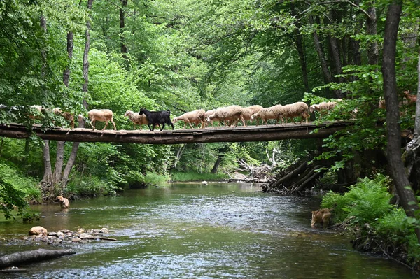 Sheep herd goat crossing the river in the mountain valley of Turkey. Europa. Kirklareli. neada orman. Demirky Ormanlar. Herd of sheep crossing the river on the creek, river.River, flock of sheep crossing the river on the creek