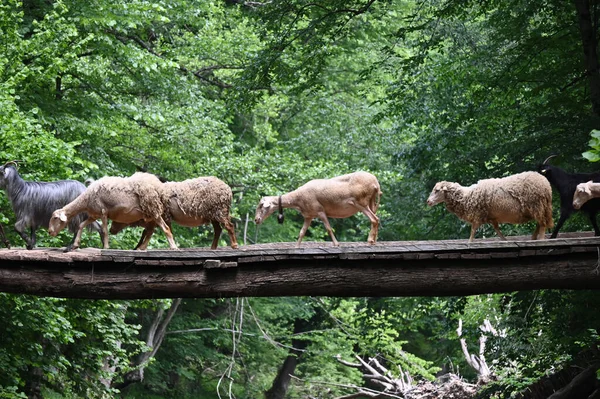 Sheep herd goat crossing the river in the mountain valley of Turkey. Europa. Kirklareli. neada orman. Demirky Ormanlar. Herd of sheep crossing the river on the creek, river.River, flock of sheep crossing the river on the creek