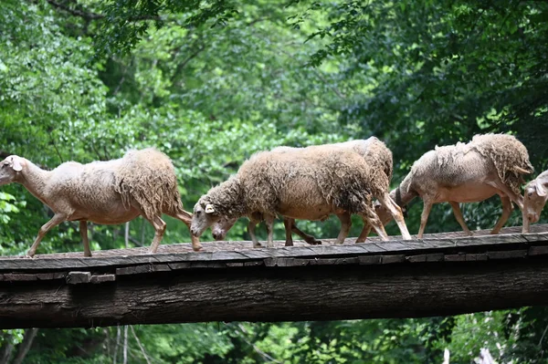 Sheep herd goat crossing the river in the mountain valley of Turkey. Europa. Kirklareli. neada orman. Demirky Ormanlar. Herd of sheep crossing the river on the creek, river.River, flock of sheep crossing the river on the creek