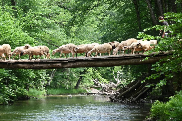 Sheep herd goat crossing the river in the mountain valley of Turkey. Europa. Kirklareli. neada orman. Demirky Ormanlar. Herd of sheep crossing the river on the creek, river.River, flock of sheep crossing the river on the creek