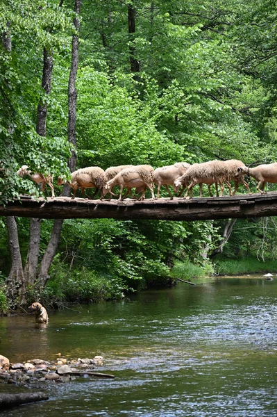 Sheep herd goat crossing the river in the mountain valley of Turkey. Europa. Kirklareli. neada orman. Demirky Ormanlar. Herd of sheep crossing the river on the creek, river.River, flock of sheep crossing the river on the creek